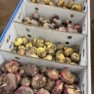 Zahradnictví Šrámek zahradní rostliny