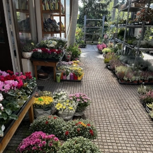 Zahradnictví Šrámek zahradní rostliny